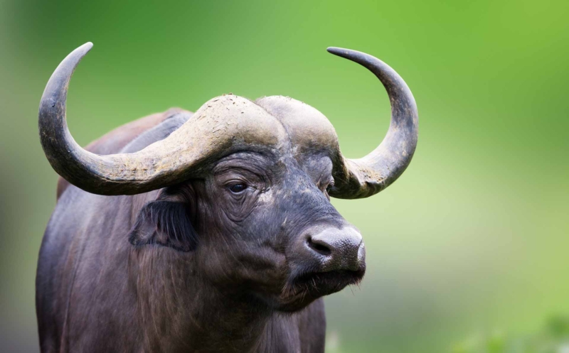 African buffalo Portrait